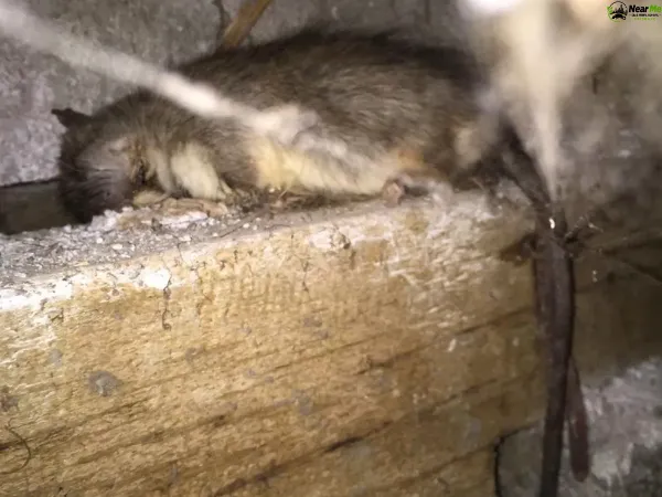 Dead Rat Removal Bracalba